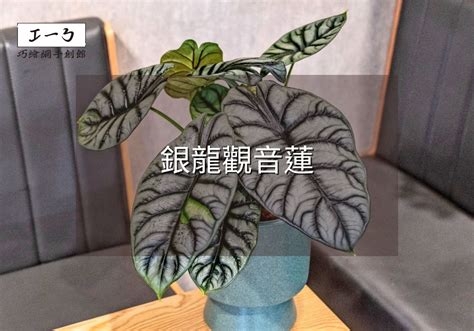 觀音蓮水培|銀龍觀音蓮完全養護手冊 專家級種植與繁殖指南 